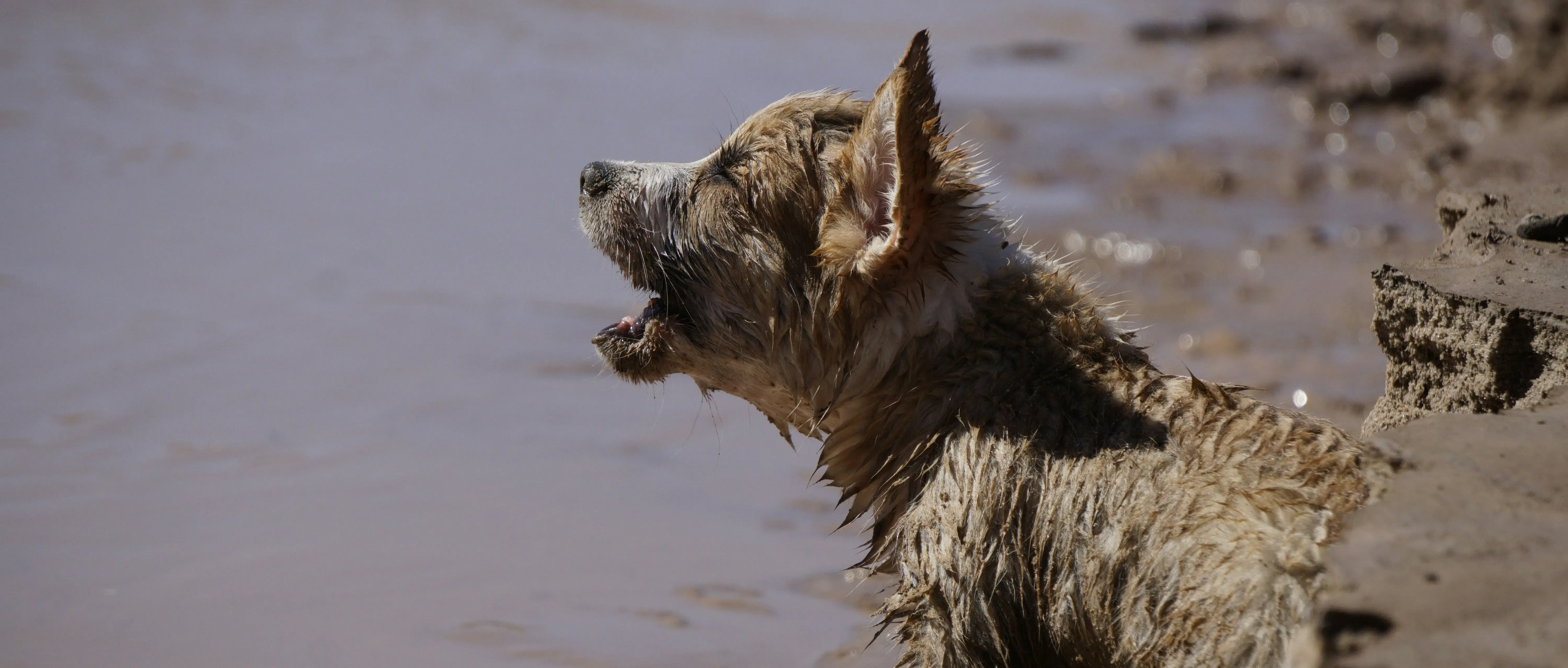 Perro afectado por la tragedia DANA en Valencia